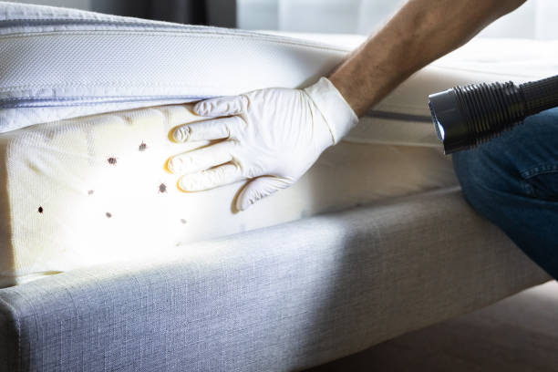 Best Termite Control Services  in Troutman, NC