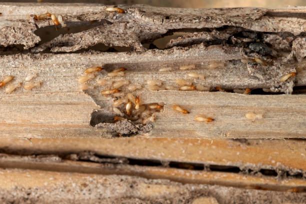Best Spider Control Near Me  in Troutman, NC